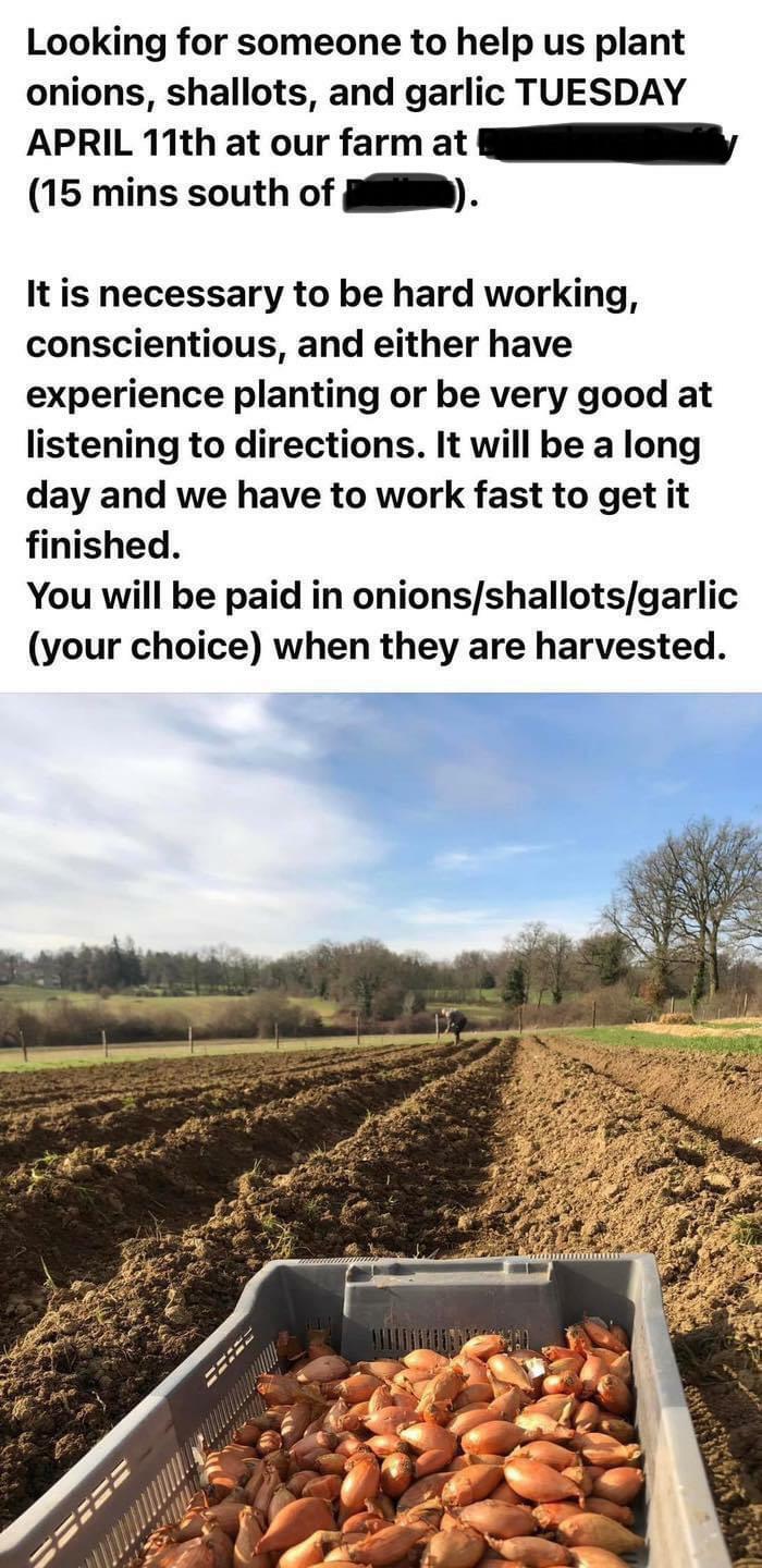 Work Hard Enough And You’ll Get Paid In Garlic