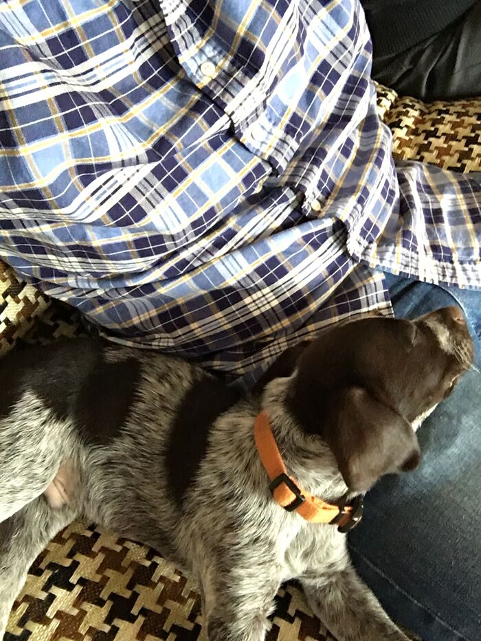 Dog with orange collar resting on a person's lap wearing a blue plaid shirt. Wholesome Thanksgiving moment.