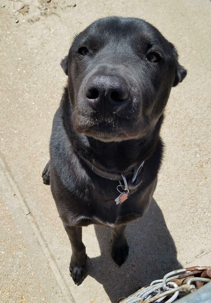 I Just Found Out That My Neighbors Tell Their Dog I'm Outside When They Want Him To Hurry Up And Get Out The Door. This Is Him Waiting For A Treat From Me