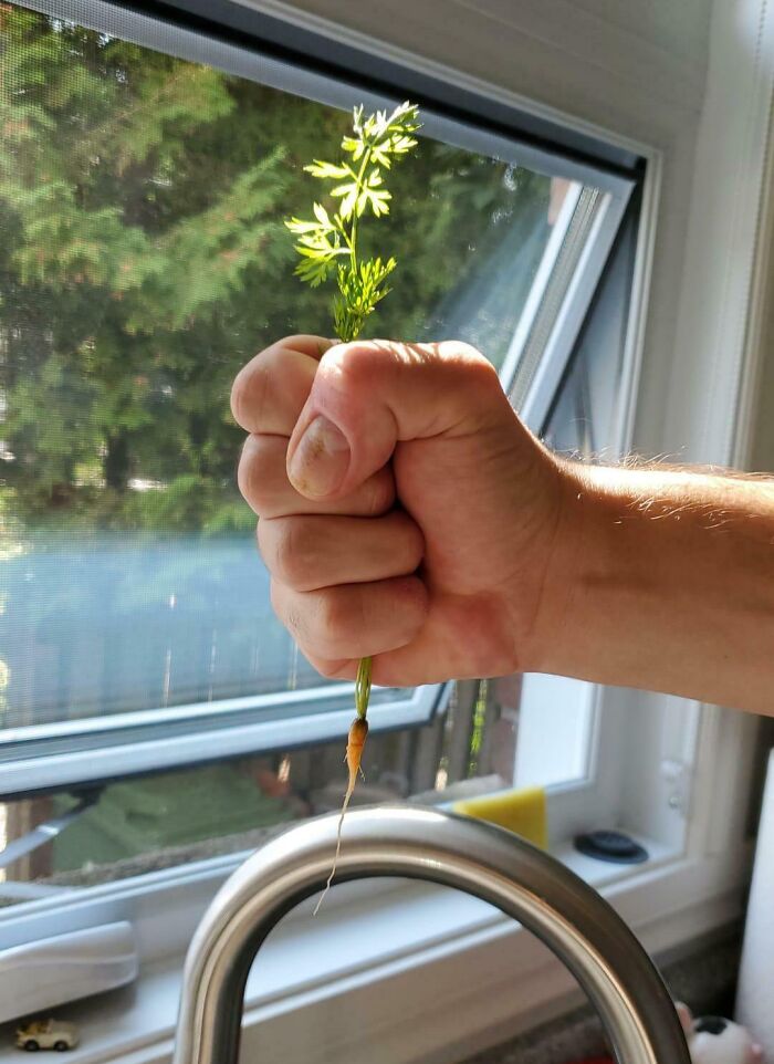 Hand holding a tiny carrot in a kitchen, representing irritating things.