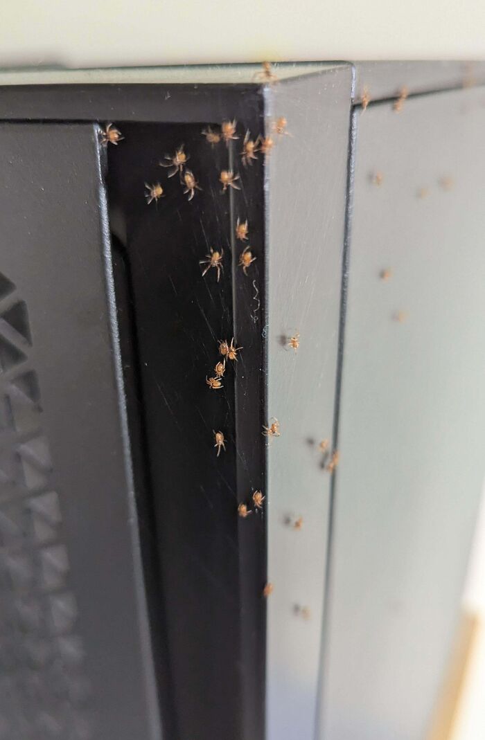 Ants crawling on a computer case edge, showcasing irritating things.