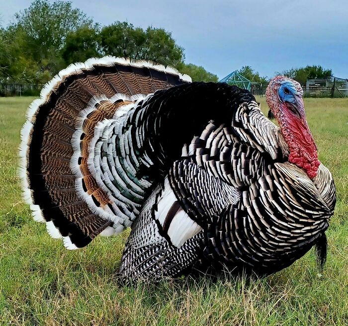 A vibrant turkey in a grassy field, perfectly capturing the essence of a wholesome Thanksgiving celebration.
