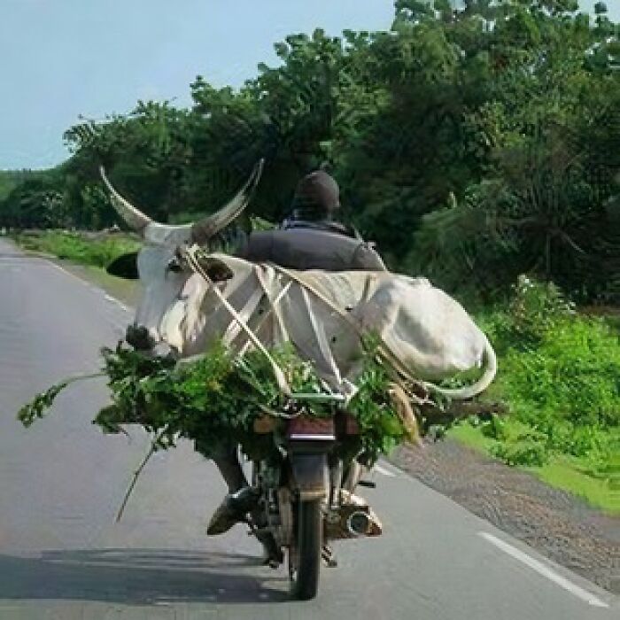 50 Of The Most Cursed Images For People Who Have A Higher Tolerance For Weirdness