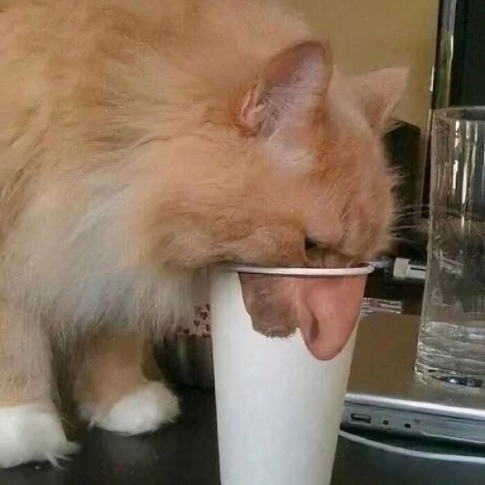 50 Of The Most Cursed Images For People Who Have A Higher Tolerance For Weirdness