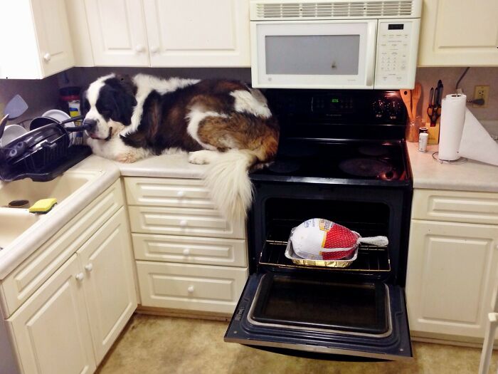 Happy Thanksgiving, Heres A Turkey I Forgot To Thaw, Annnd Apparently My Dog Saw A Mouse And Now He Won't Get Off The Counter.... Oh And I'm Working Tonight Too