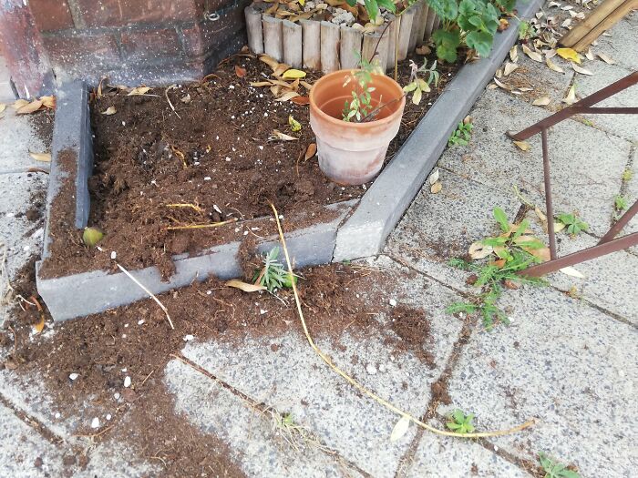 Potted plant carelessly knocked over, soil scattered on pavement, depicting people being jerks.