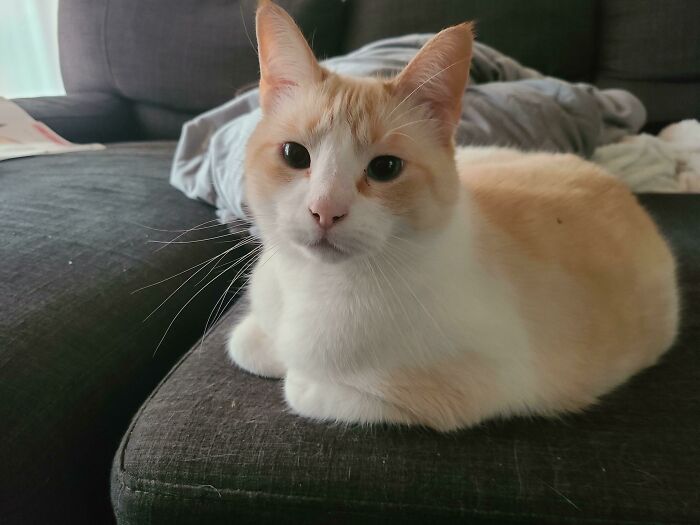 Aquí está Hermes, de 12 años, que ha vivido en el refugio durante seis años. La señora comenzó a llorar de alegría cuando le dije que lo quería.