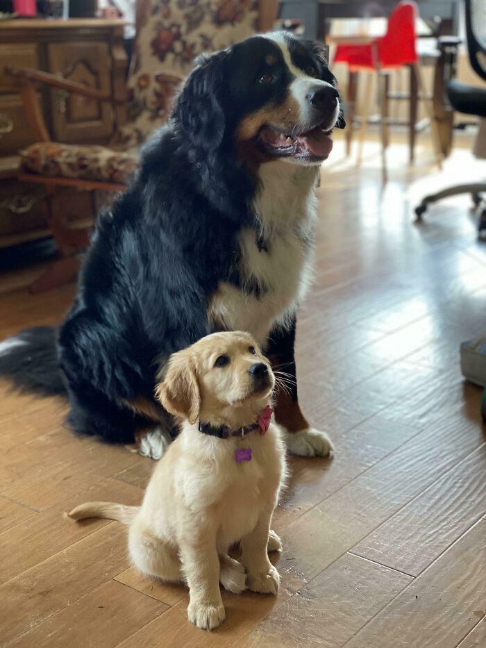 We Upgraded Our Lab Equipment. Bunsen (Our Berner) Now Has A Little Sister Named Beaker