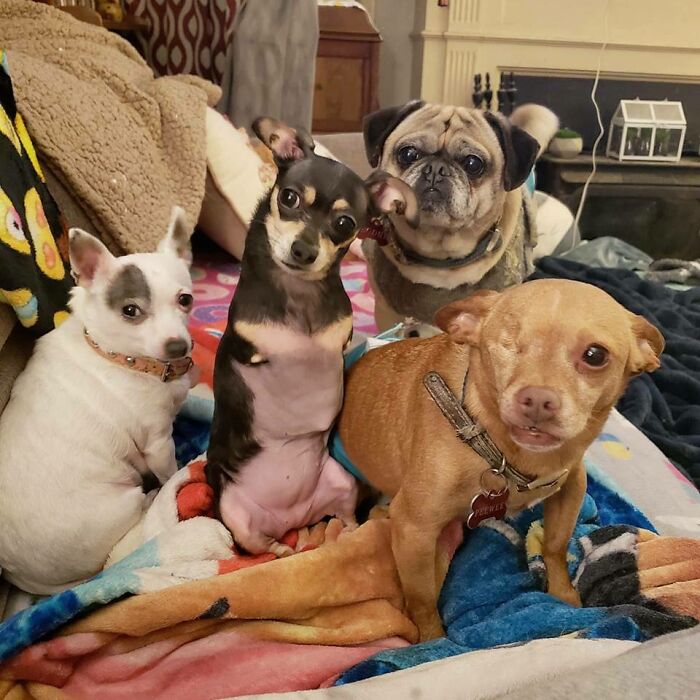 Todos son bienvenidos en esta manada