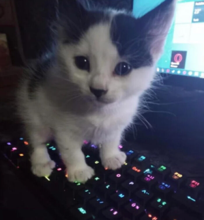 So Small He Doesn't Even Push Down The Keys!