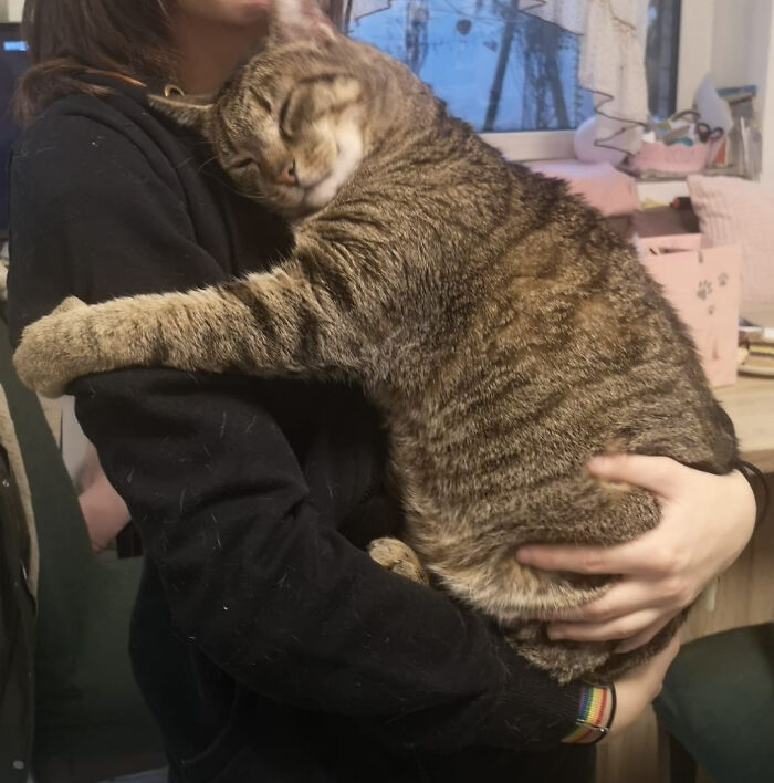 El gato de mi tía cada vez que lo aupo