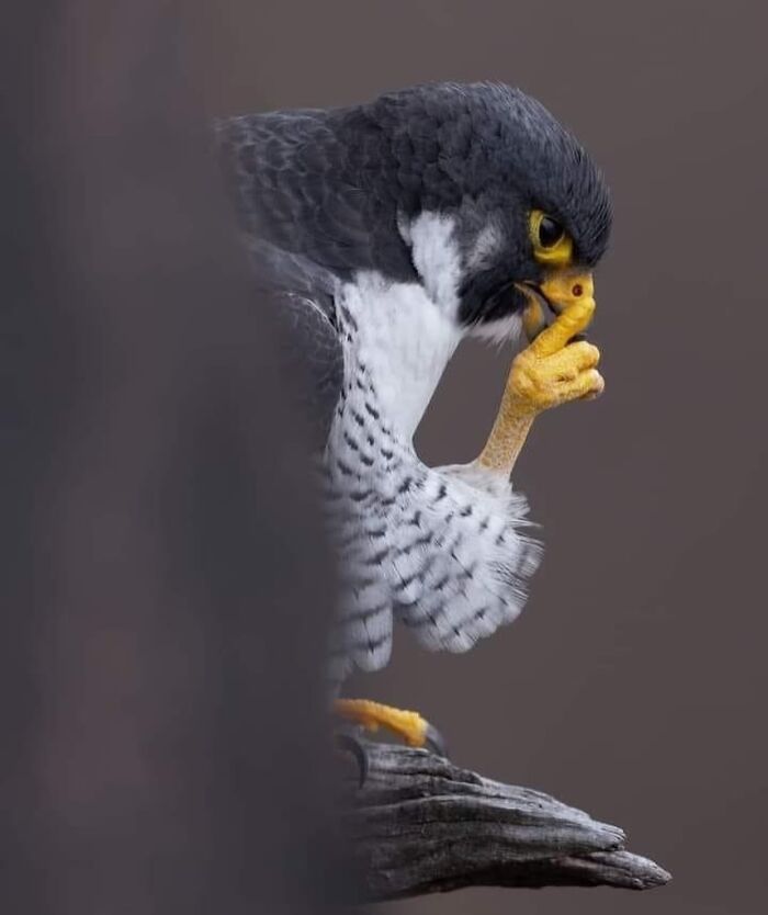 A thoughtful falcon perched on a branch, appearing to ponder deeply, showcasing a unique and hard-going pose.
