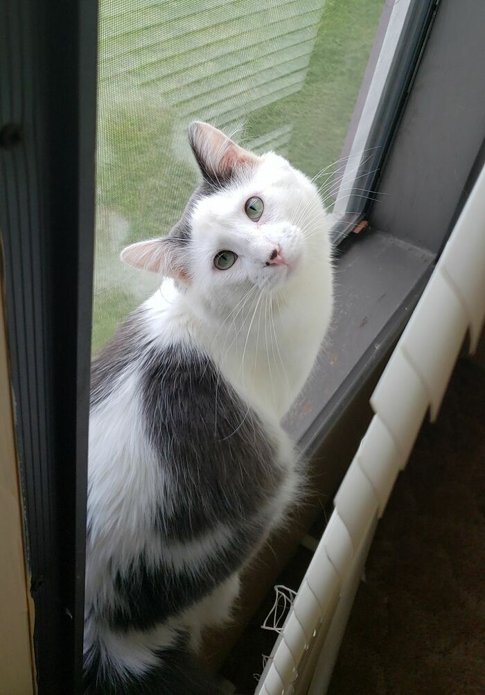 A fluffy cat with black and white fur looks out a window, capturing a wholesome Thanksgiving moment.