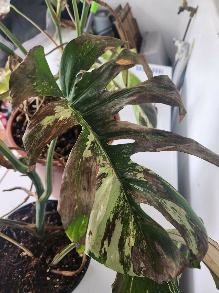 Close-up of a neglected houseplant with browning leaves, illustrating the theme of weaponized incompetence.