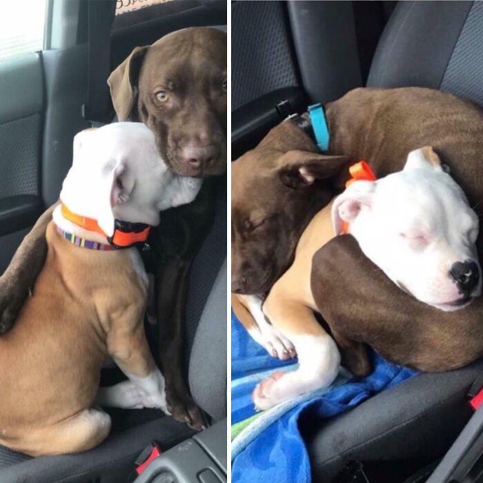 Ellas son Daisy y Luna. A Daisy no le gustan los viajes en auto, así que Luna la consuela hasta que ambas se quedan dormidas