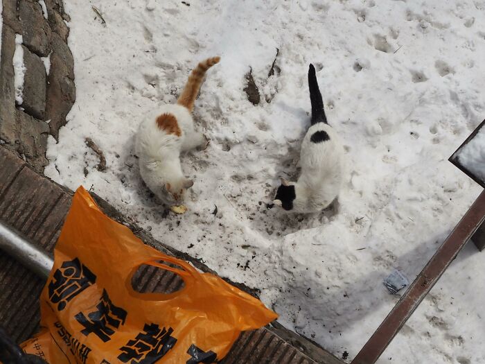 These Two Cats Living On The Great Wall Of China