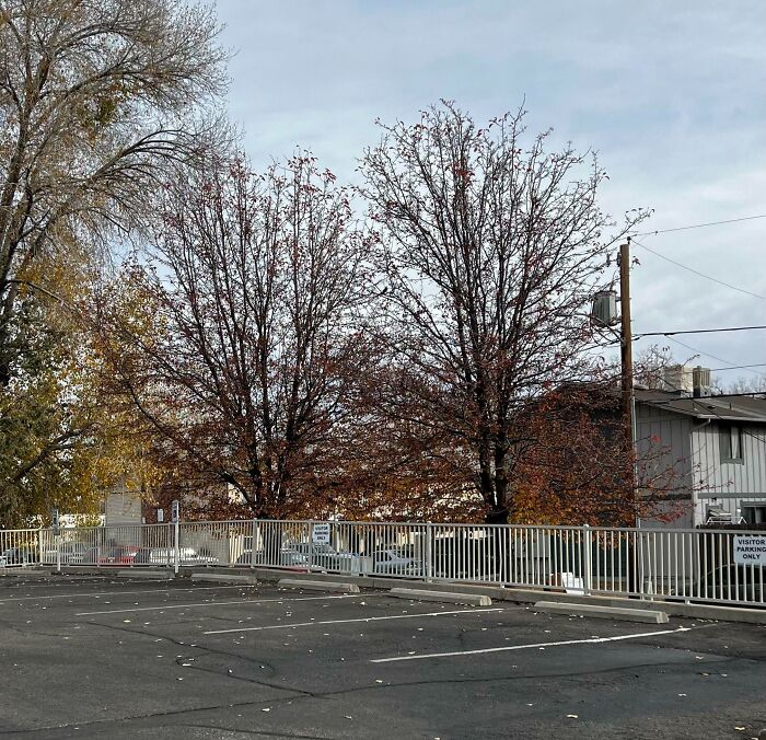 I Work At An Old Folks Home. This Is The Visitor Parking On Thanksgiving Day