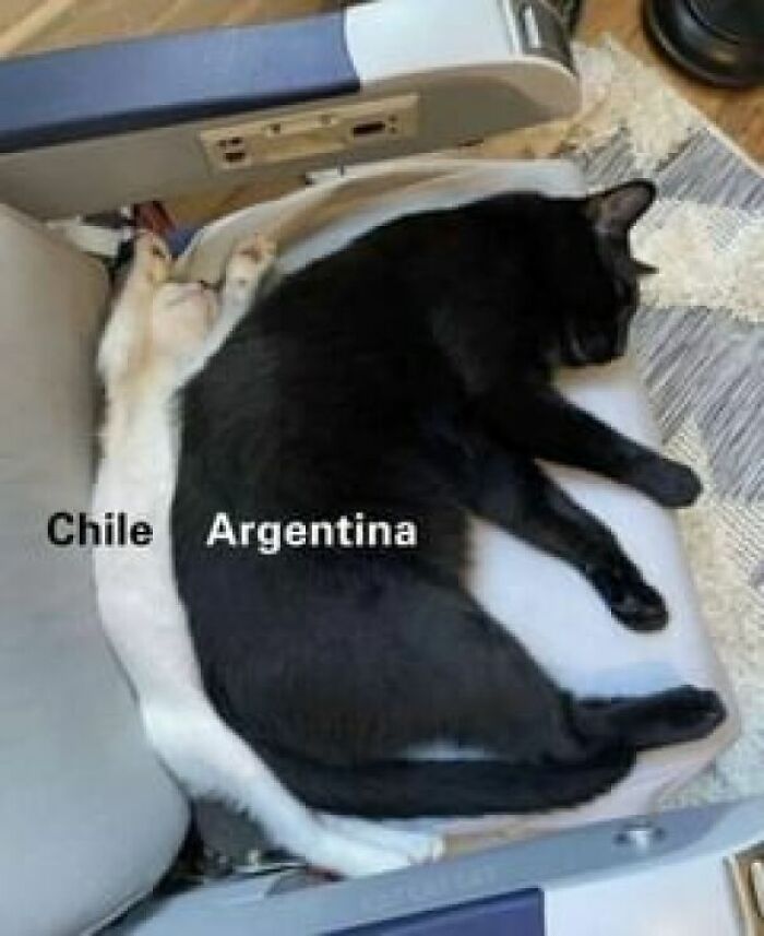 Cats labeled as Argentina and Chile humorously representing informative maps' boundaries.