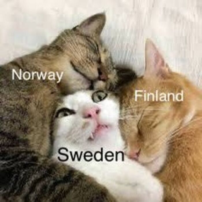 Three cats labeled Norway, Sweden, and Finland cuddling humorously, illustrating geography in a unique perspective.