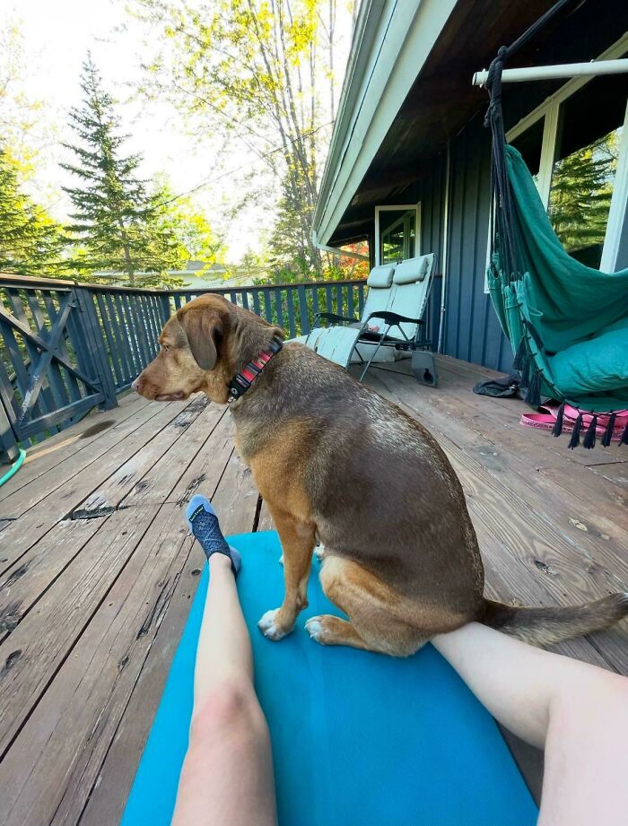 Dog sitting on owner's legs on a wooden deck, showcasing quirky behavior.