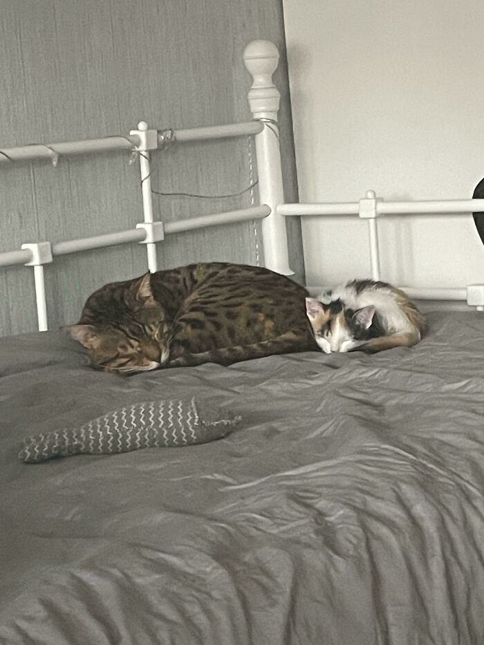 Two adopted cats sleeping on a bed together, showcasing proud pet owners' joy.