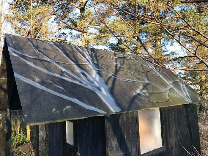 Shadow of tree branches creates illusion on roof, demonstrating interesting not photoshopped effect against a forest backdrop.