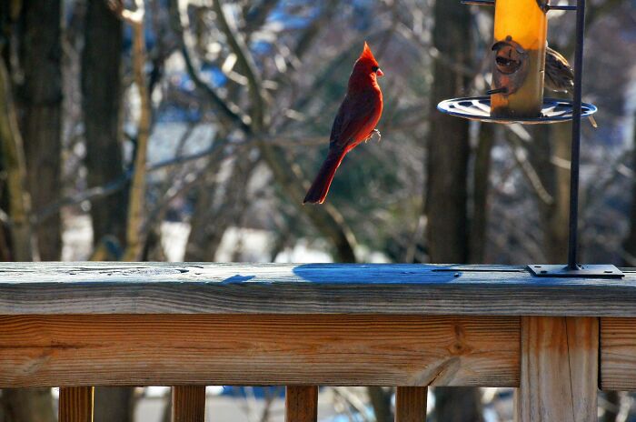 A cardinal hovering mid-air by a bird feeder on a wooden railing, showcasing an interesting not photoshopped moment.