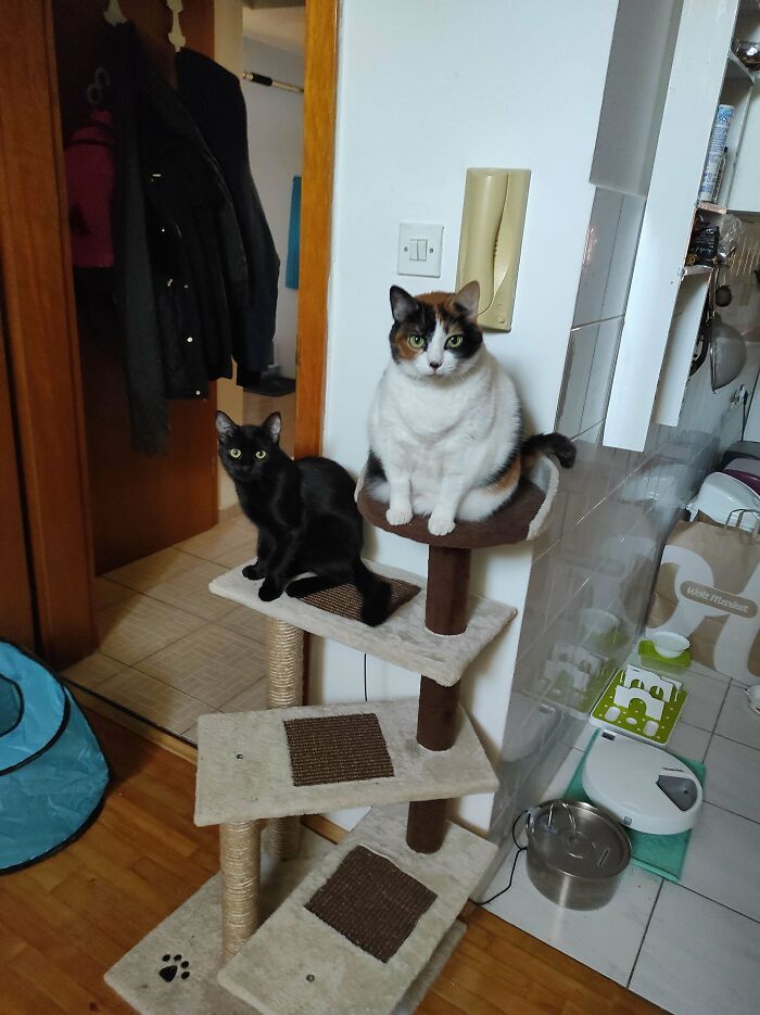 Two delightful adopted cats sitting on a cat tree, one black and one calico, in a cozy home setting.