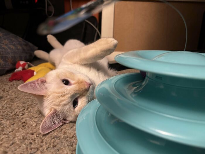 We Adopted Ben Here A Week Ago