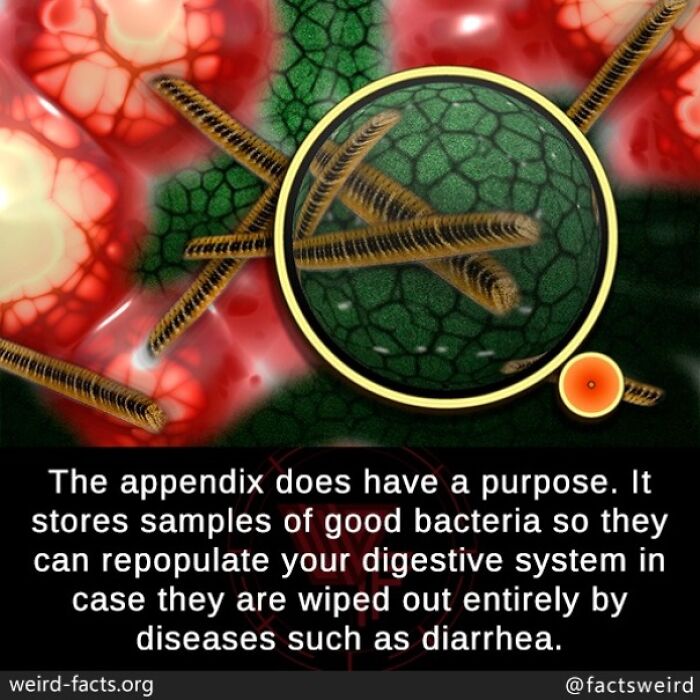 Illustration of bacteria with text explaining the appendix's role in storing beneficial bacteria for the digestive system.