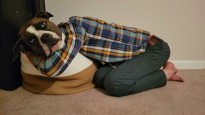 Dog in plaid shirt lying on a pillow, creating an illusion of human-dog hybrid; interesting not photoshopped.