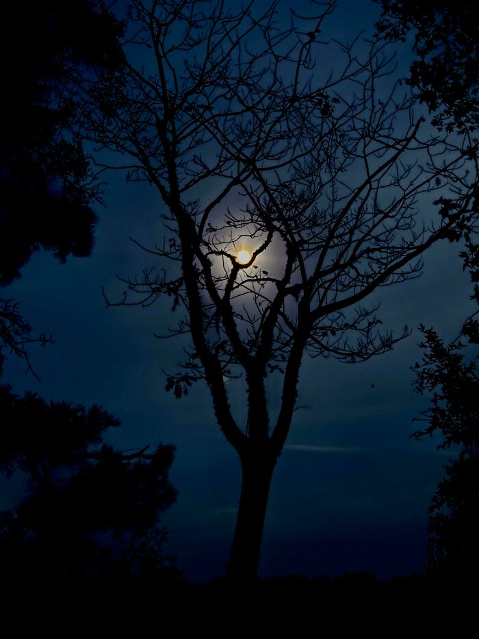 Silhouette of a tree against a moonlit night sky, showcasing nature's beauty.
