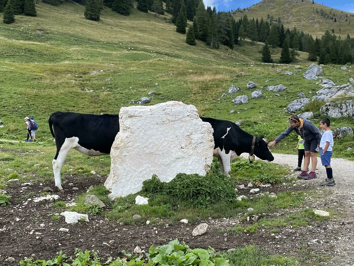 Cow appears split by rock, creating an interesting, not-photoshopped illusion; family interacts with cow in mountain landscape.