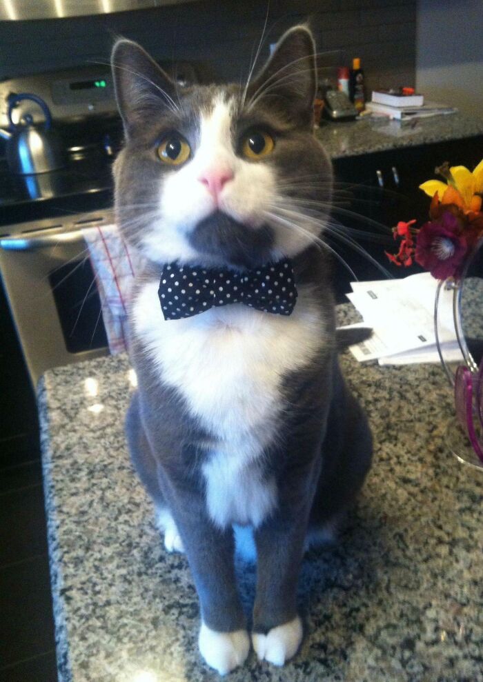 We Are Hosting Thanksgiving At Our New House, So Naturally We Had To Get Our Youngest Cat Dressed Up For The Occasion