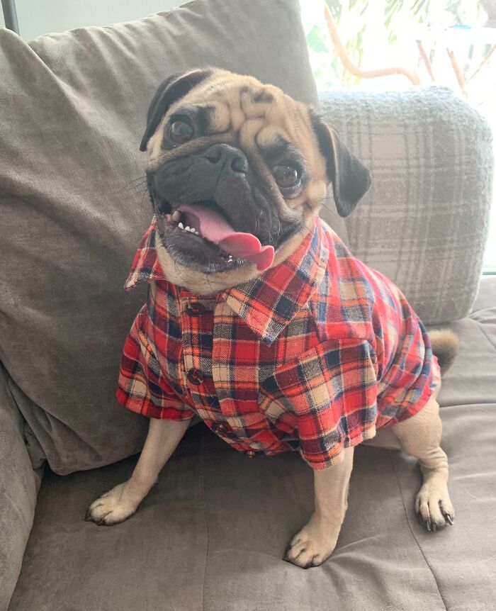 Bought My Boy A Flannel So He Looks Presentable To Go To Grandmas On Thanksgiving. I Think He’s Feeling Himself