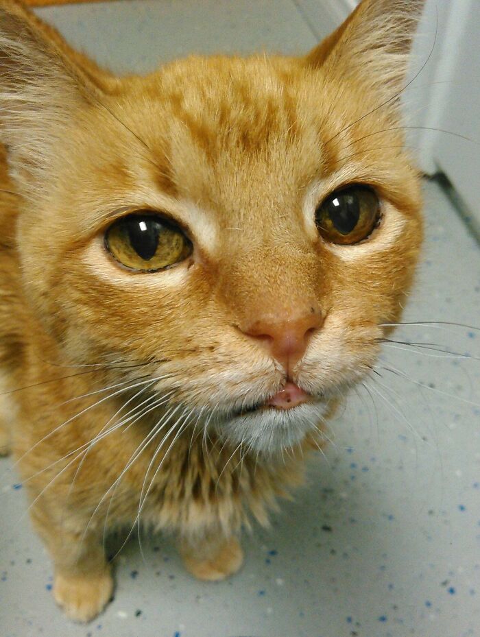 Adorable orange cat looking up, embodying wholesome Thanksgiving moments.