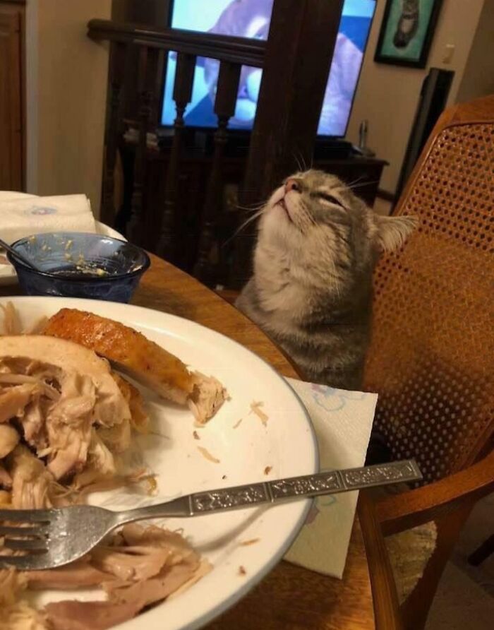 A cat looks longingly at a Thanksgiving dinner plate with turkey on the table.