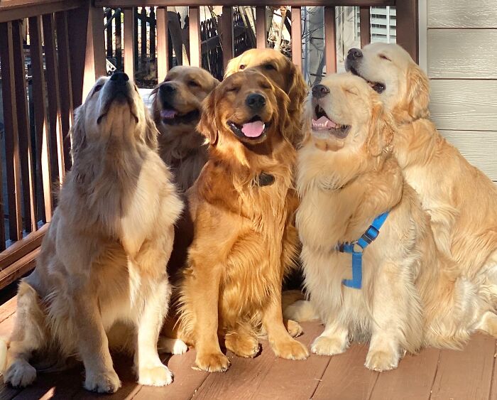 Golden retrievers gathered with smiles on a porch, embodying Thanksgiving wholesomeness.