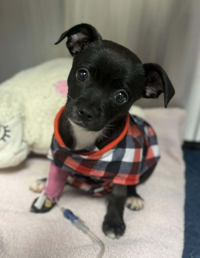 Adorable puppy in a plaid shirt looking curious, symbolizing wholesome Thanksgiving vibes.