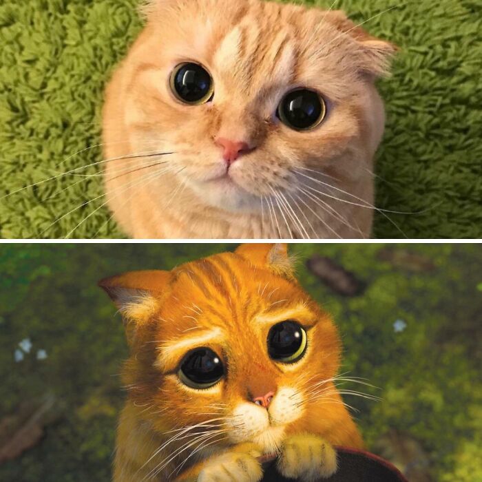 El auténtico gato con botas