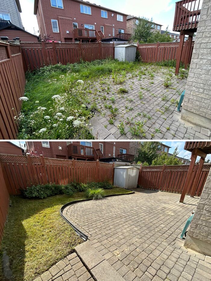 Before-after cleaning pictures of a backyard, showing a transformation from overgrown weeds to a tidy, manicured space.