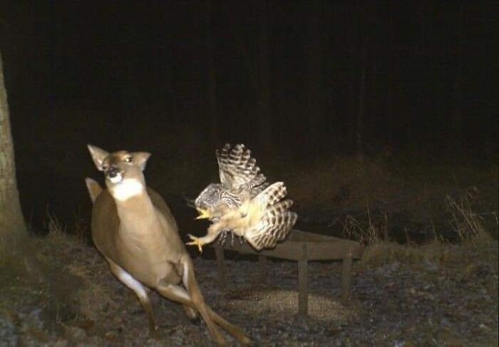 Owl being a jerk to a deer at night, causing it to flee in surprise.
