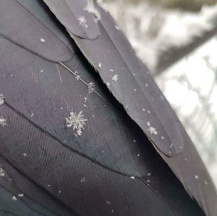 Copos de nieve en las plumas de un cuervo, resaltando la asombrosa diversidad de la naturaleza.