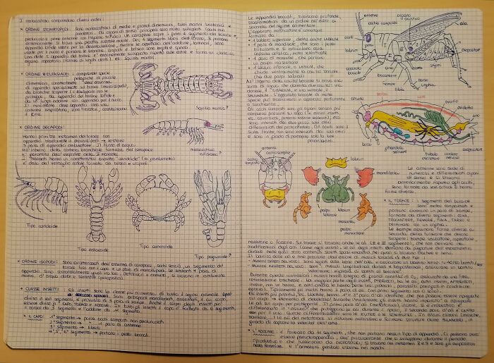 Detailed handwritten notes with illustrations, showcasing exceptional handwriting skills on grid paper.