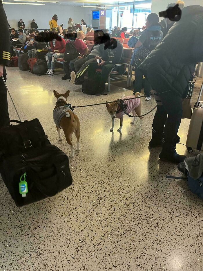 Dogs wearing sweaters on leashes in a crowded airport terminal.