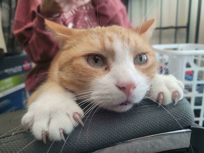 Orange cat with sharp claws and wide eyes sits on a chair, looking curious.