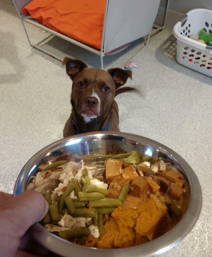 Dog eagerly awaits a bowl of Thanksgiving food with turkey, green beans, and sweet potatoes.
