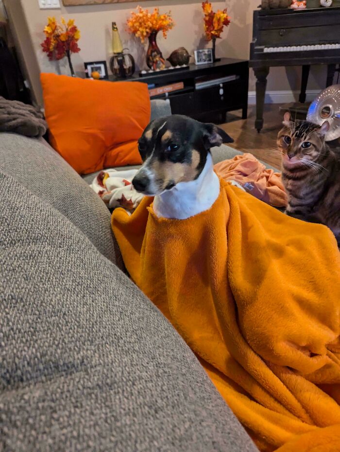 Dog wrapped in an orange blanket sitting on a couch with a cat nearby in a cozy living room setting.