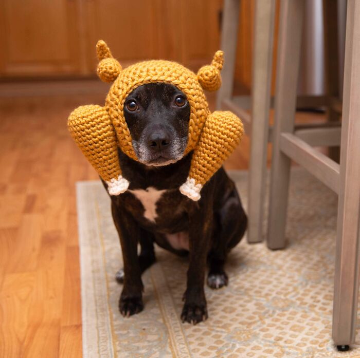 Dog wearing a knit turkey hat, showcasing a cute and funny take on Thanksgiving celebrations.