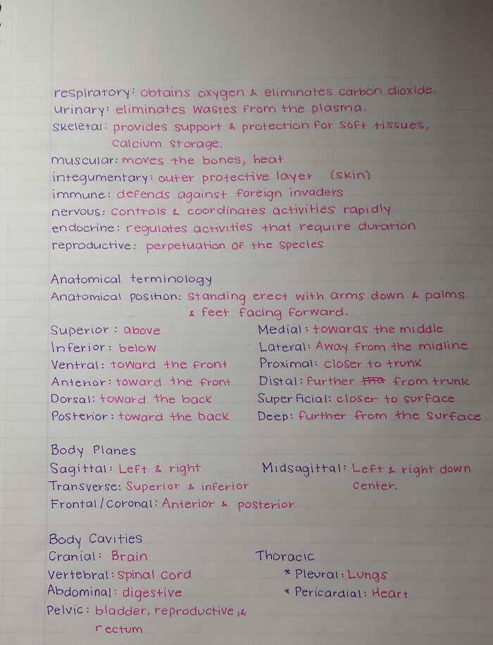 Neat and precise handwritten anatomical notes showcasing award-worthy handwriting skills.